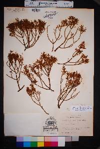 Phoradendron bolleanum image