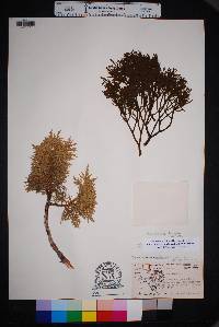 Phoradendron bolleanum image