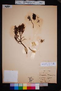 Phoradendron bolleanum image