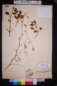 Phoradendron leucarpum subsp. tomentosum image