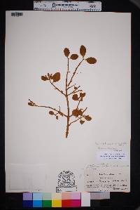 Phoradendron leucarpum subsp. tomentosum image