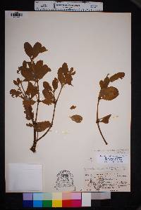 Phoradendron leucarpum subsp. tomentosum image