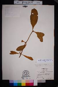 Phoradendron leucarpum subsp. macrophyllum image