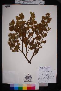 Phoradendron villosum image