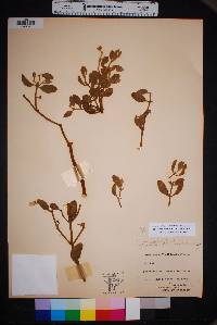 Phoradendron villosum image