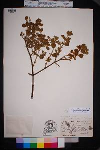 Phoradendron villosum image