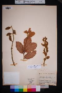 Phoradendron villosum image