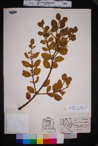 Phoradendron villosum image