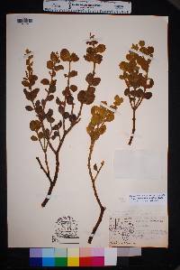 Phoradendron villosum image