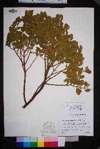 Phoradendron villosum image