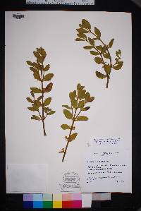 Phoradendron villosum image