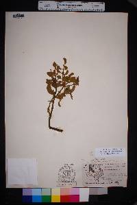 Phoradendron villosum image