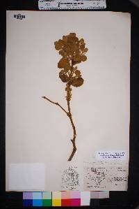 Phoradendron villosum image