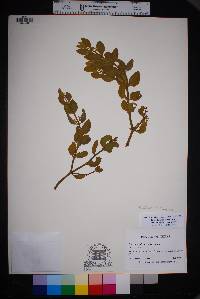 Phoradendron villosum image