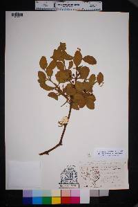 Phoradendron villosum image