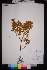 Phoradendron villosum image