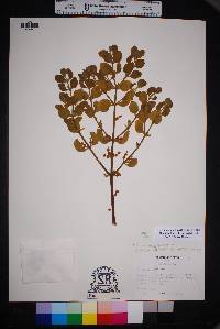 Phoradendron villosum image