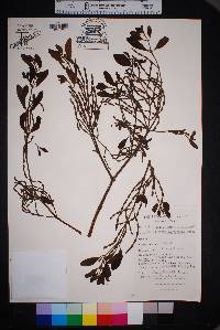 Phoradendron leucarpum subsp. leucarpum image