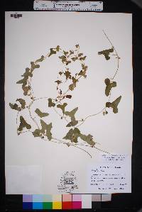 Aristolochia coryi image