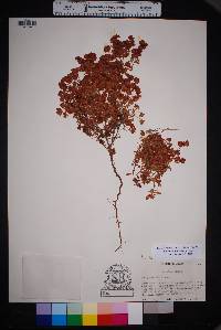 Eriogonum abertianum image