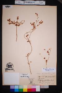 Eriogonum abertianum image