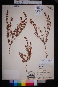 Eriogonum abertianum image