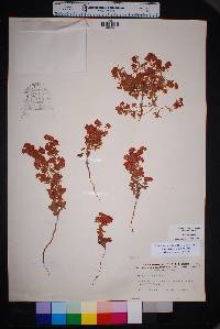 Eriogonum abertianum image