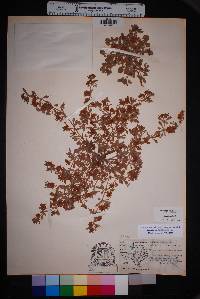 Eriogonum abertianum image