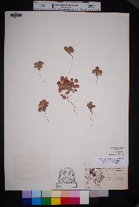 Eriogonum abertianum image