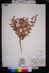 Eriogonum abertianum image