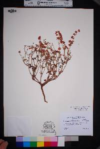 Eriogonum abertianum image