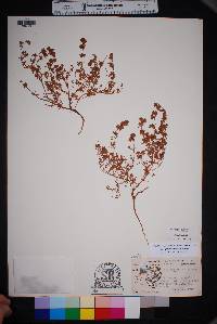 Eriogonum abertianum image