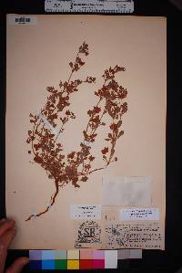 Eriogonum abertianum image