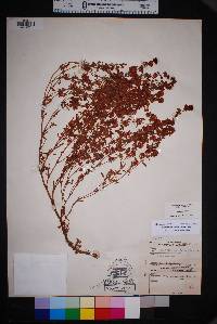 Eriogonum abertianum image