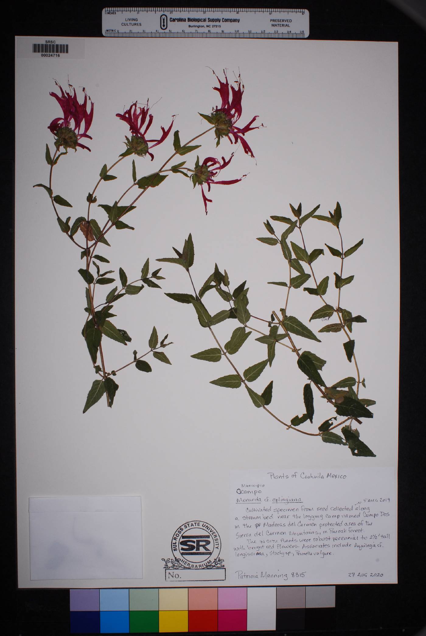 Monarda eplingiana image