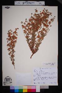 Eriogonum abertianum image