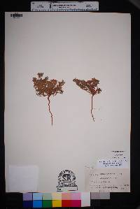 Eriogonum abertianum image