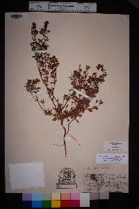 Eriogonum abertianum image