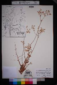 Eriogonum annuum image