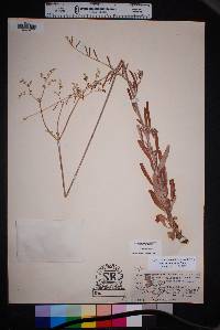 Eriogonum annuum image