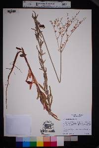 Eriogonum annuum image