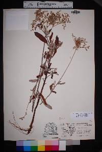 Eriogonum annuum image