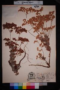 Eriogonum annuum image