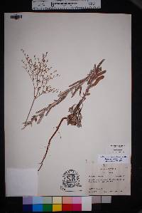 Eriogonum annuum image