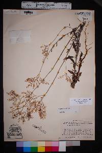 Eriogonum annuum image