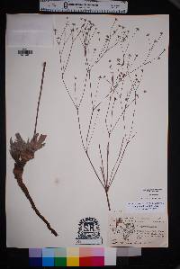 Eriogonum havardii image