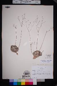 Eriogonum havardii image