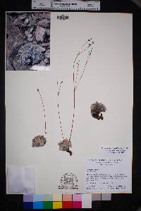 Eriogonum havardii image