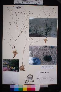 Eriogonum havardii image