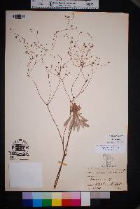 Eriogonum havardii image